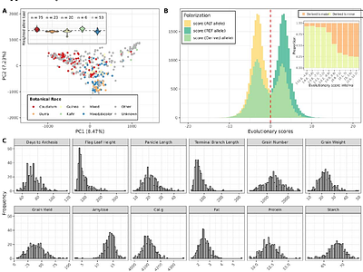 Evolutionary-scale protein language models uncover beneficial variants in a Sorghum bicolor diversity panel
