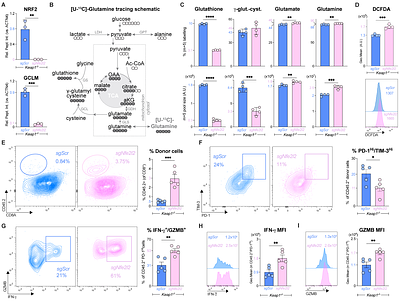 NRF2-dependent regulation of the prostacyclin receptor PTGIR drives CD8 T cell exhaustion