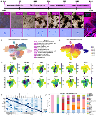 An Intermediate Mesoderm Premyogenic Niche Supports Early Human Myogenic Lineage Progression
