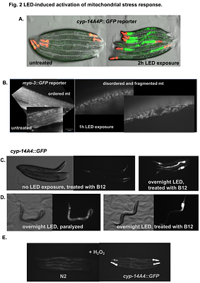 The effects of intense light on Caenorhabditis elegans.