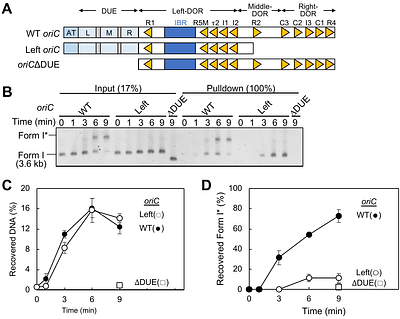 Dynamic DnaA-DnaB interactions at oriC coordinate the loading and coupled translocation of two DnaB helicases for bidirectional replication