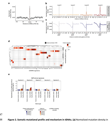 Characterization of Somatic Mutations in Human tRNA Genes Reveals Tumor-Specific Mutational Loads, and the Generation of tRNA Variants that Alter the Genetic Code