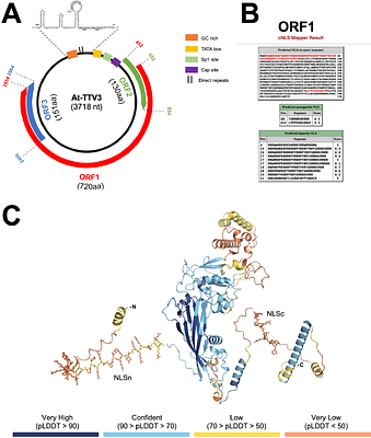 Nuclear trafficking of Anelloviridae capsid protein ORF1 reflects modular evolution of subcellular targeting signals