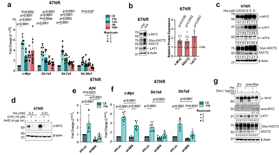 Histidine exchange sustains LAT1 activity and proliferation in glutamine-addicted breast cancers.