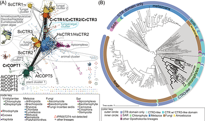 Distinct function of Chlamydomonas CTRA-CTR transporters in Cu assimilation and intracellular mobilization