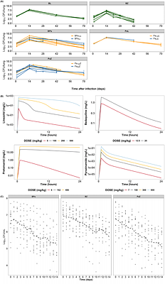 Predicting early bactericidal activity of tuberculosis drug combinations using a translational pharmacokinetic-pharmacodynamic modeling approach