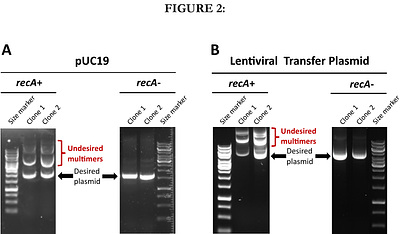 Outpacing E. coli: Development of Vibrio natriegens as a Next-Generation Cloning Host
