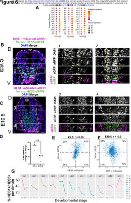 Oscillatory Co-expression of HES1 and HES5 Enables a Hybrid State in a Bistable Transcription Factor Regulatory Motif