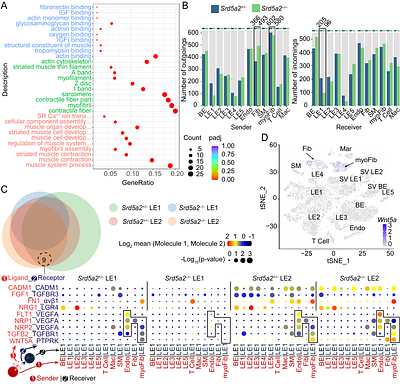 Stromal SRD5A2 promotes prostate growth through WNT5A-LEF1-IGF1 signaling in benign prostatic hyperplasia