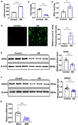 APEX1 Protects Cardiomyocytes Against Oxidative Stress by Regulating p53 Protein Stability