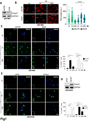 Caspase-8 is a novel modulator of Homologous Recombination Repair in response to ionizing radiations