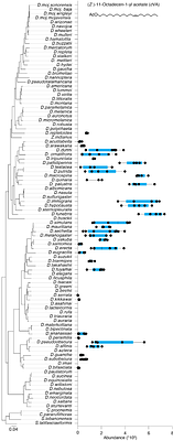 Quantitive variation of male and female-specific compounds in 99 drosophilid flies