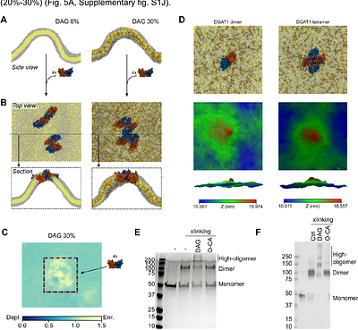 Substrate-dependent oligomerization modulates DGAT1 activity and subcellular localization
