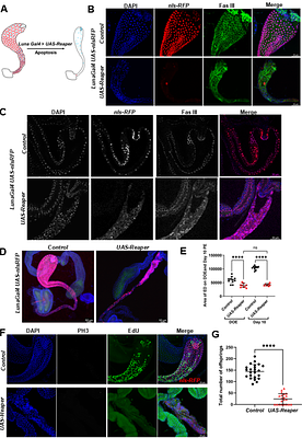 A window of cell cycle plasticity enables imperfect regeneration of an adult postmitotic organ in Drosophila