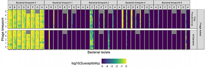 Community diversity favors coexistence between bacteria and parasitic bacteriophages