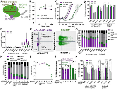 Minimal activation of the p53 DNA damage response by a modular cytosine base editor enables effective multiplexed gene knockout in induced pluripotent stem cells