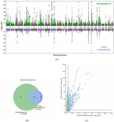 Self-supervised representations reveal the genetic architecture of human cortical folding