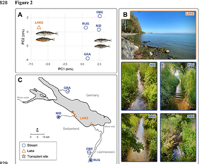 Disentangling site-specific and shared local adaptation in a classic system of repeated evolution
