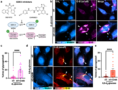 Single-Cell Metabolic Imaging Reveals Glycogen Driven-Adaptations in Endothelial Cells