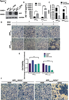 β-Amyloid and Glutathione Dysregulation Cooperatively Drive Lipid Peroxidation and Ferroptosis in Neuron-Like Cells
