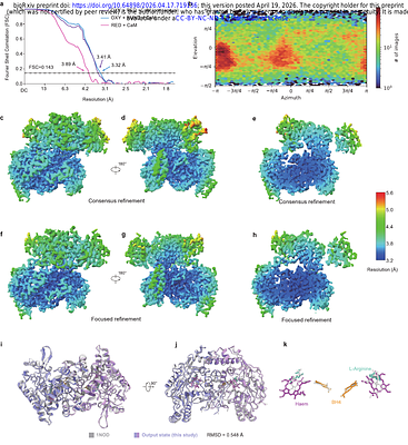 Structural Mechanism of Electron Shuttling in Inducible Nitric Oxide Synthase