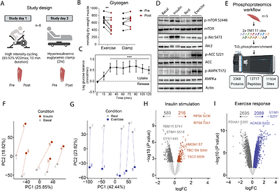 Insulin and Exercise-induced Phosphoproteomics of Human Skeletal Muscle Identify REPS1 as a New Regulator of Muscle Glucose Uptake