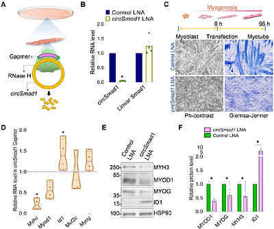 Circular Smad1-Encoded Polypeptide Regulates Myogenesis