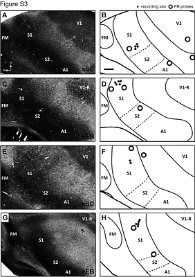 Complex three-dimensional rearing environments amplify compensatory plasticity following early blindness