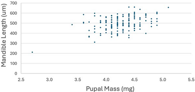No association between metabolic rate and an exaggerated sexually selected trait