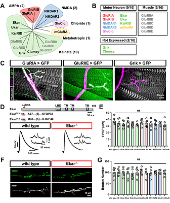 A comprehensive CRISPR screen of the Drosophila glutamate receptome reveals Ekar as a selective regulator of presynaptic homeostatic plasticity