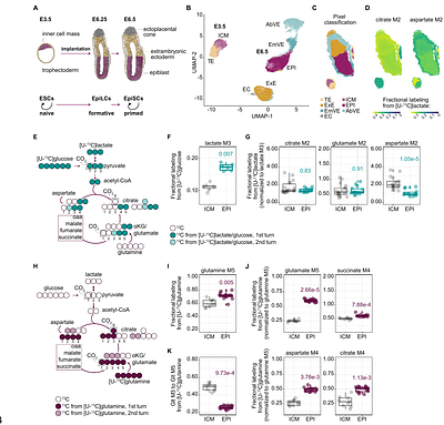 TCA cycle rewiring underpins implantation and histone acetylation programming