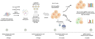 A genome-scale CRISPR deletion screen in Chinese Hamster Ovary cells reveals essential regions of the coding and non-coding genome