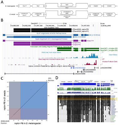 Gene model for the ortholog of raptor in Drosophila erecta