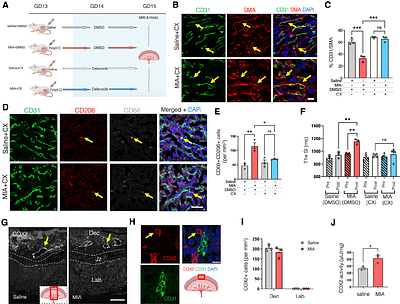 Placental prostaglandin signaling disrupts barrier integrity and relays an acute inflammatory signal to the fetus.