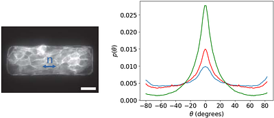 Biomechanics of orientationally ordered epithelial tissue