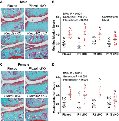 Chondrocyte-Specific Knockout of Piezo1 and Piezo2 Protects Against Post-Traumatic Osteoarthritis Structural Damage and Pain in Mice