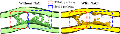 The Sec61/TRAP Translocon Scrambles Lipids