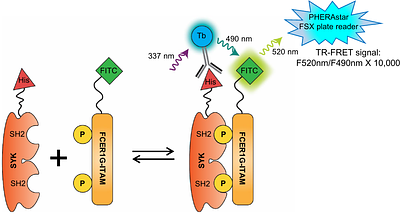Development of a Time-Resolved Fluorescence Resonance Energy Transfer ultra-high throughput screening assay for targeting SYK and FCER1G interaction