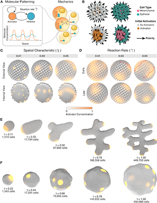 Differentiable Design for Morphogenesis I: Simulation and Simulacra
