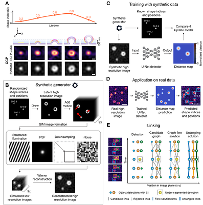 Shape2Fate: a morphology-aware deep learning framework for tracking endocytic and exocytic carriers at nanoscale.