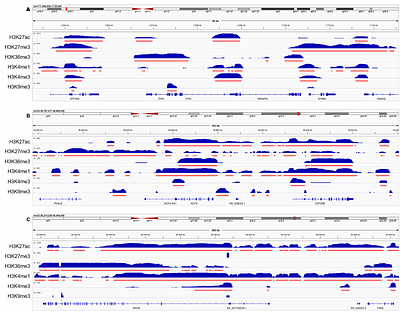 Histone Modification Metapeaks are Epigenetic Landmarks Predictive of Cell State