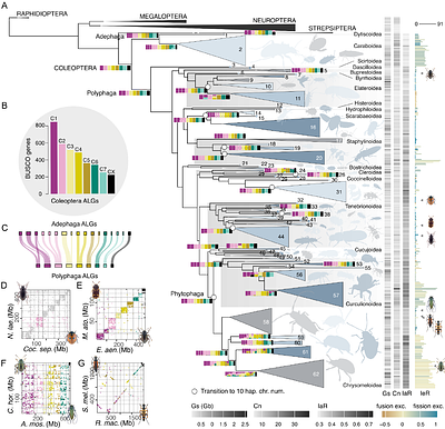 338 coleopteran genomes reveal exceptional rearrangement variation compared to other insect orders