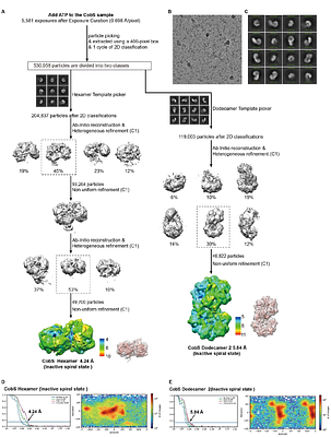 Assembly of the ATP-driven cobalt chelatase