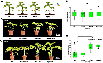 Microneedle-based precision payload delivery in plants