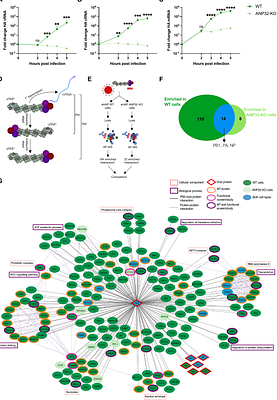 Influenza A virus polymerase co-opts distinct sets of host proteins for RNA transcription or replication