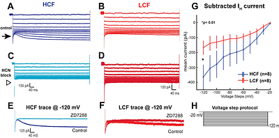Hyperpolarization-activated cation channels confer tonotopic specialization for temporal encoding of sound frequency in the cochlear nucleus
