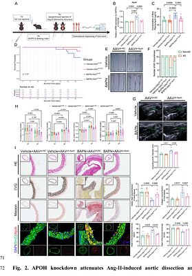 Circulating APOH promotes aortic dissection by activating the vascular smooth muscle cell NR5A1-PPARγ pathway.