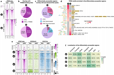 TRIM28 preserves ovarian identity by stabilising lineage-specific transcription factor hubs