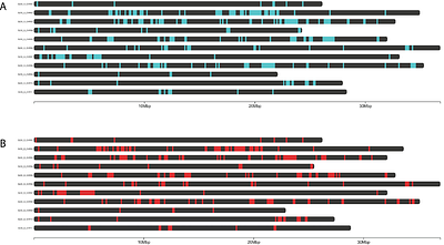A phased chromosome-level genome resource for a myrtle rust susceptible Syzygium luehmannii