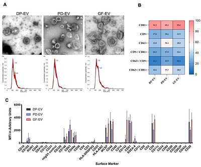 The biomolecular profiles of extracellular vesicles from odontogenic stem cell lines depict donor-dependent differences and emphasize their therapeutic and regenerative potential